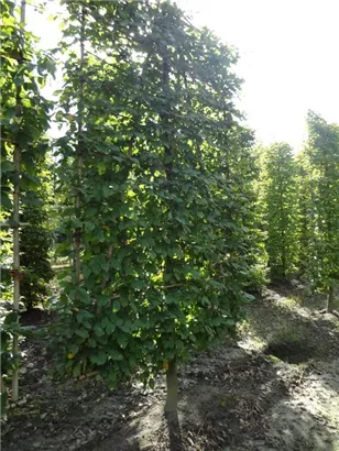 Hainbuche,Weißbuche - Carpinus betulus - Formgehölze