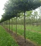 Hainbuche,Weißbuche - Carpinus betulus - Formgehölze
