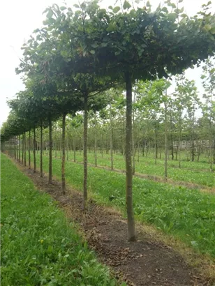 Hainbuche,Weißbuche - Carpinus betulus - Formgehölze
