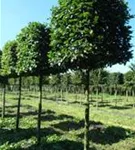 Hainbuche,Weißbuche - Carpinus betulus - Formgehölze