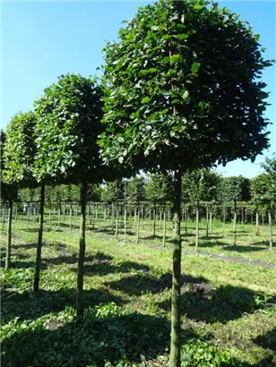 Hainbuche,Weißbuche - Carpinus betulus - Formgehölze