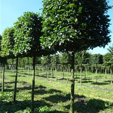 Carpinus betulus - Formgehölze, H mDb Kubus 110x110x110 cm 25- 30 Carpinus betulus - Formgehölze, H mDb Kubus 110x110x110 cm 25- 30