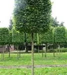 Hainbuche,Weißbuche - Carpinus betulus - Formgehölze