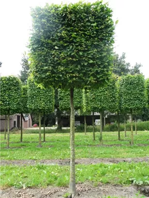 Hainbuche,Weißbuche - Carpinus betulus - Formgehölze Hainbuche,Weißbuche - Carpinus betulus - Formgehölze