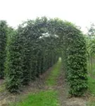 Hainbuche,Weißbuche - Carpinus betulus - Formgehölze Hainbuche,Weißbuche - Carpinus betulus - Formgehölze