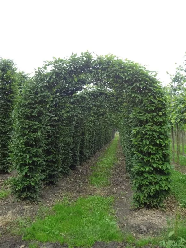 Hainbuche,Weißbuche - Carpinus betulus - Formgehölze Hainbuche,Weißbuche - Carpinus betulus - Formgehölze