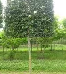 Hainbuche 'Lucas' - Carpinus betulus 'Lucas' - Formgehölze