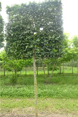 Hainbuche 'Lucas' - Carpinus betulus 'Lucas' - Formgehölze