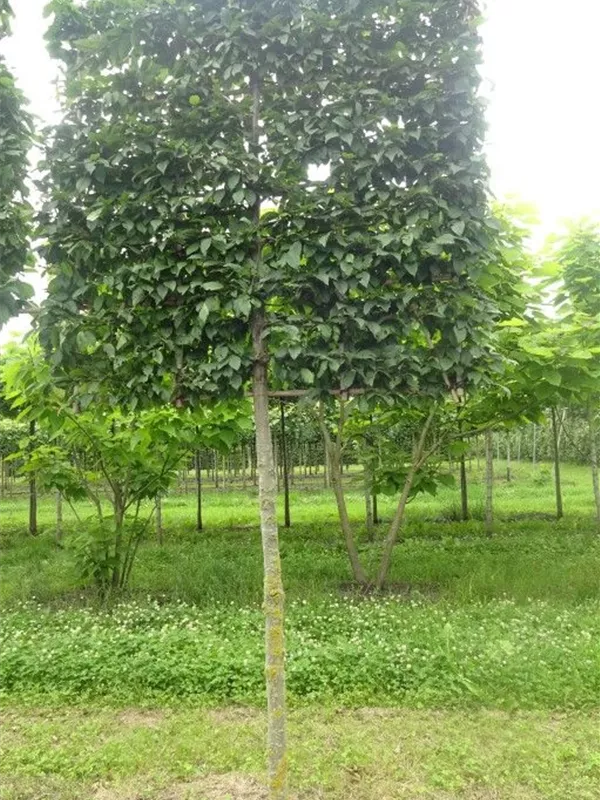 Hainbuche 'Lucas' - Carpinus betulus 'Lucas' - Formgehölze