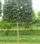 Hainbuche 'Lucas' - Carpinus betulus 'Lucas' - Formgehölze