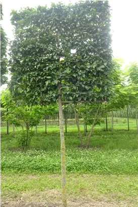 Hainbuche 'Lucas' - Carpinus betulus 'Lucas' - Formgehölze