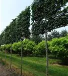 Hainbuche 'Lucas' - Carpinus betulus 'Lucas' - Formgehölze