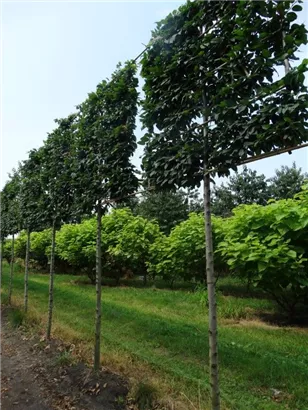 Hainbuche 'Lucas' - Carpinus betulus 'Lucas' - Formgehölze