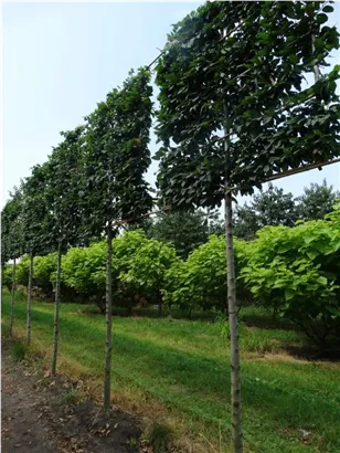 Hainbuche 'Lucas' - Carpinus betulus 'Lucas' - Formgehölze