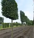 Hainbuche 'Lucas' - Carpinus betulus 'Lucas' - Formgehölze