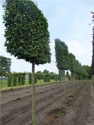 Hainbuche 'Lucas' - Carpinus betulus 'Lucas' - Formgehölze