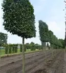 Hainbuche 'Lucas' - Carpinus betulus 'Lucas' - Formgehölze