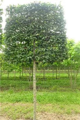 Hainbuche 'Lucas' - Carpinus betulus 'Lucas' - Formgehölze