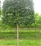 Hainbuche 'Lucas' - Carpinus betulus 'Lucas' - Formgehölze