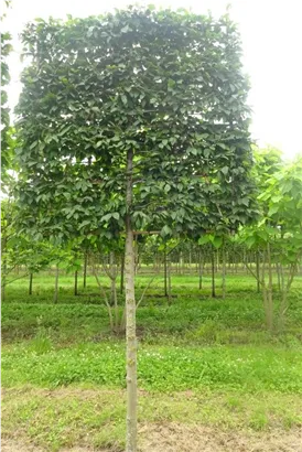 Hainbuche 'Lucas' - Carpinus betulus 'Lucas' - Formgehölze