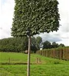 Hainbuche 'Lucas' - Carpinus betulus 'Lucas' - Formgehölze