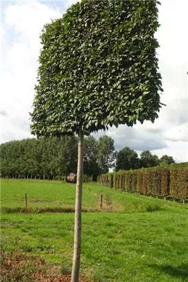 Hainbuche 'Lucas' - Carpinus betulus 'Lucas' - Formgehölze