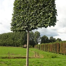 Carpinus betulus 'Lucas' - Formgehölze, H mDb Spalier 200x220 Sth. 225 cm 20- 25