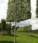 Hainbuche 'Lucas' - Carpinus betulus 'Lucas' - Formgehölze