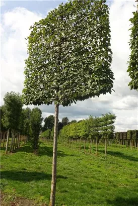 Hainbuche 'Lucas' - Carpinus betulus 'Lucas' - Formgehölze
