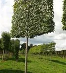 Hainbuche 'Lucas' - Carpinus betulus 'Lucas' - Formgehölze