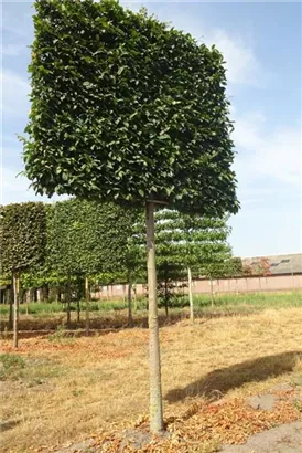 Hainbuche 'Lucas' - Carpinus betulus 'Lucas' - Formgehölze