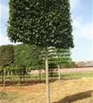 Hainbuche 'Lucas' - Carpinus betulus 'Lucas' - Formgehölze