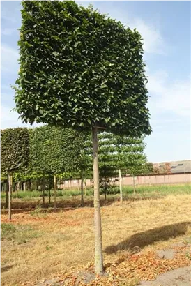 Hainbuche 'Lucas' - Carpinus betulus 'Lucas' - Formgehölze