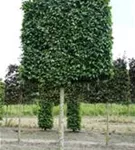 Hainbuche 'Lucas' - Carpinus betulus 'Lucas' - Formgehölze