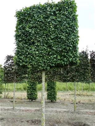 Hainbuche 'Lucas' - Carpinus betulus 'Lucas' - Formgehölze
