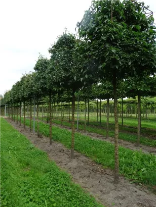 Kornelkirsche - Cornus mas - Formgehölze