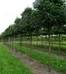 Kornelkirsche - Cornus mas - Formgehölze