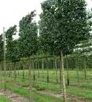 Kornelkirsche - Cornus mas - Formgehölze