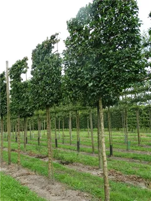 Kornelkirsche - Cornus mas - Formgehölze