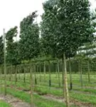 Kornelkirsche - Cornus mas - Formgehölze