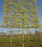 Kornelkirsche - Cornus mas - Formgehölze