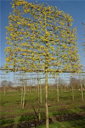 Kornelkirsche - Cornus mas - Formgehölze