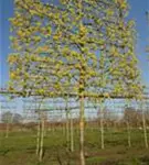 Kornelkirsche - Cornus mas - Formgehölze
