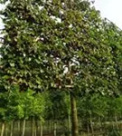 Kornelkirsche - Cornus mas - Formgehölze