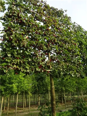 Kornelkirsche - Cornus mas - Formgehölze
