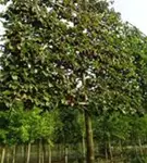 Kornelkirsche - Cornus mas - Formgehölze