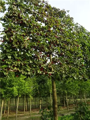 Kornelkirsche - Cornus mas - Formgehölze