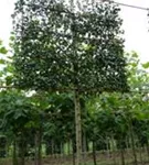 Echter Rotdorn - Crataegus laevigata 'Paul's Scarlet' - Formgehölze