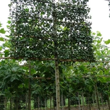 Crataegus laevigata 'Paul's Scarlet' - Formgehölze, H mDb Spalier 160x160 cm Sth. 210 cm 16- 18