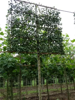 Echter Rotdorn - Crataegus laevigata 'Paul's Scarlet' - Formgehölze